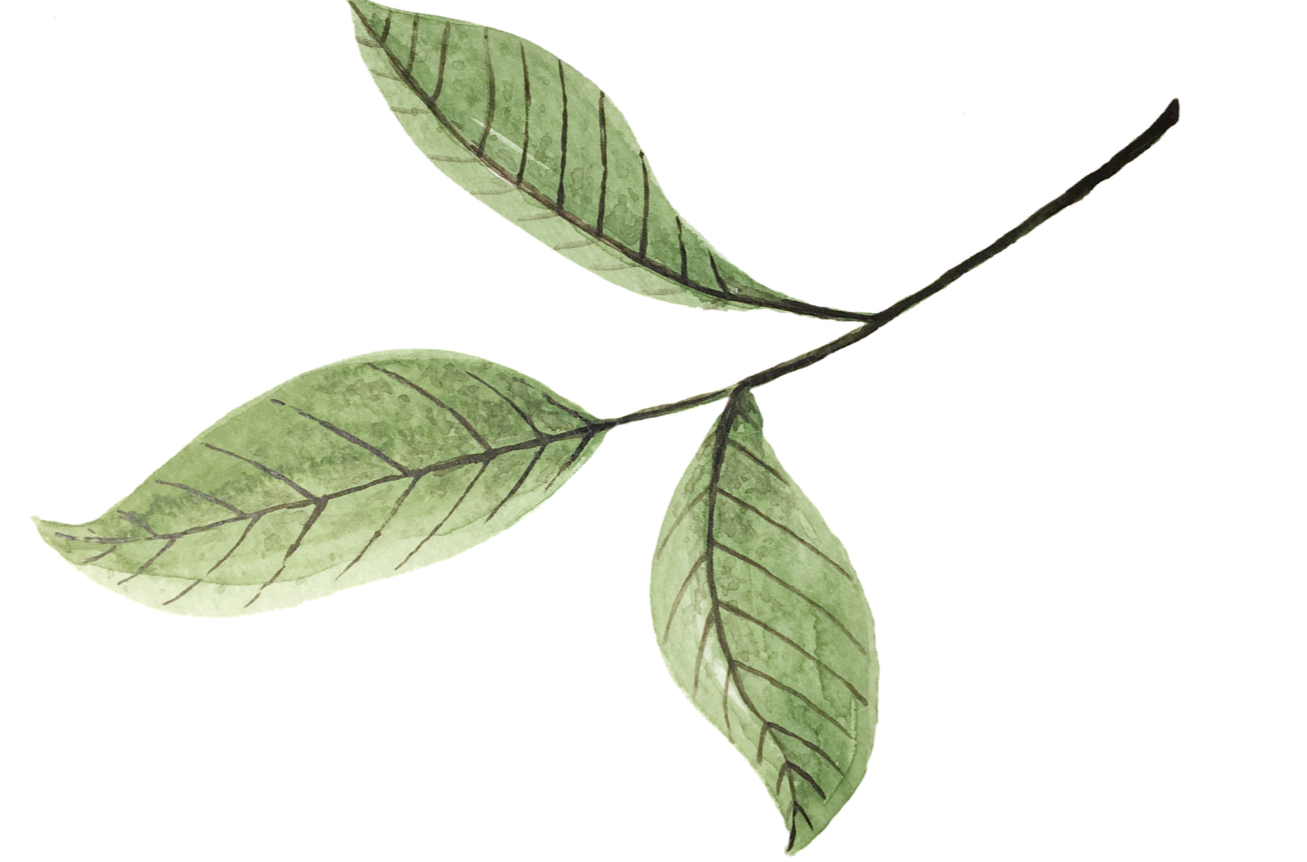 leaves-5677717-1280.19.66f857f08e377