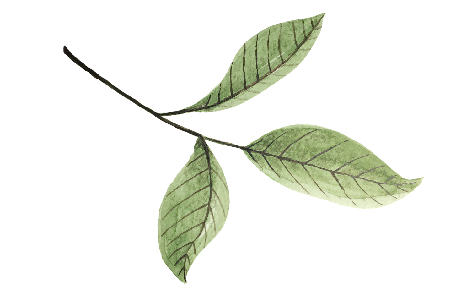 leaves-5677717-1280